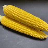 【助けてください】哀れなトウモロコシ 9kg 果物や野菜などのお取り寄せ宅配食材通販産地直送アウル