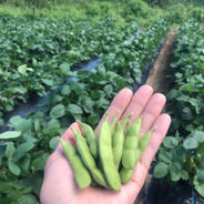 枝豆 2kg 2kg(500g×4袋) 果物や野菜などのお取り寄せ宅配食材通販産地直送アウル