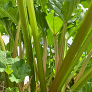 ルバーブ(グリーン) 2kg グリーン2kg【8】 果物や野菜などのお取り寄せ宅配食材通販産地直送アウル