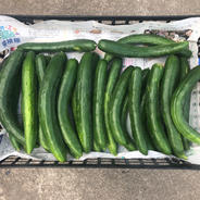 訳アリB品 1.5kg) なす 群馬県産 ナス 茄子 ｜ 野菜/茄子 産直アウル