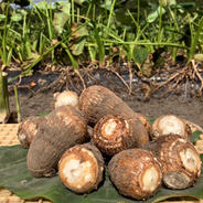 かゆくならないと評判！おおふくの里芋10キロ 農薬不使用有機肥料栽培