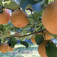 新興梨」1kg箱3玉～6玉小サイズ・甘みと酸味が両立♪シャキッとした食