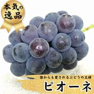【３0箱限定】　厳選ピオーネ　大房１房入り 700ｇ以上 果物や野菜などのお取り寄せ宅配食材通販産地直送アウル