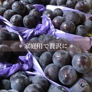 ピオーネ　家庭用3~4房（1.5kg） 1.5kg 果物や野菜などのお取り寄せ宅配食材通販産地直送アウル
