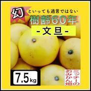【四国 九州 本州のお客様用】〖訳あり〗ぶんたん《文旦／えひめ産》 段ボール含め 7.5kg 果物や野菜などのお取り寄せ宅配食材通販産地直送アウル
