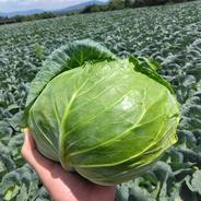 高原キャベツ６玉セット キャベツ６玉 果物や野菜などのお取り寄せ宅配食材通販産地直送アウル