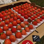 朝採れ当日発送！84粒（42玉2パック）！夏秋いちご　青森県産　すずあかね　苺　夏いちご 42玉2パック 果物や野菜などのお取り寄せ宅配食材通販産地直送アウル