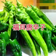 大きな【福耳唐辛子】800g★お試し♪ 【クール】800g 果物や野菜などのお取り寄せ宅配食材通販産地直送アウル