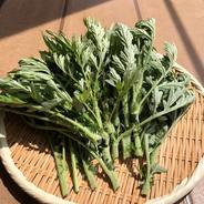白色 キャサバ Mandioca Yuca ｜ 野菜/その他野菜 産直アウル 農家