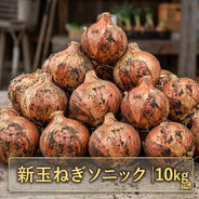千葉県 白子町産 新玉ねぎ 20kg 白子町産 新玉ねぎ（ソニック）20kg ｜ 野菜/玉ねぎ 産直アウル 農家