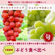 大特価】食べ比べセット 約2kg (サンシャインレッド2房+シャイン