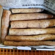 鳥取県産】とろける触感 砂丘育ち ながいも 10kg ヒゲ焼きなし ｜ 野菜