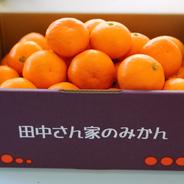 田中さん家のみかん　Mサイズ　4.7kg 早生みかん　4.7kg 果物や野菜などのお取り寄せ宅配食材通販産地直送アウル