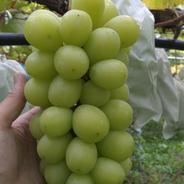 山形県産 クイーンニーナ | 果物/ぶどう 産直アウル 農家から直接野菜