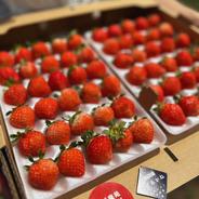 これからが旬！30玉2パック！夏秋いちご　青森県産　すずあかね　苺　夏いちご 30玉2パック 果物や野菜などのお取り寄せ宅配食材通販産地直送アウル