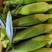 【夏ギフト】あっぱれ天恵のあっぱれとうもろこし 6本 果物や野菜などのお取り寄せ宅配食材通販産地直送アウル