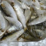 八代海のコノシロ 50匹 果物や野菜などのお取り寄せ宅配食材通販産地直送アウル