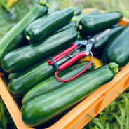 皮が薄くて柔らかいズッキーニ【おまけ付き】箱込み5kg 箱込み5kg 果物や野菜などのお取り寄せ宅配食材通販産地直送アウル