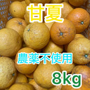売り尽くしセール！ デコポンと同品種！紀州有田産 不知火 訳あり品4kg