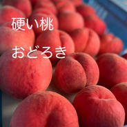 【硬い桃】桃「おどろき」家庭用5kg 5kg 果物や野菜などのお取り寄せ宅配食材通販産地直送アウル
