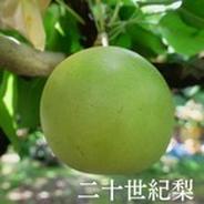 【家庭用】ねばりっこ とりたて 20kg程度 長芋 とろろ 山芋 自然薯 家庭用】ねばりっこ とりたて 10kg程度 長芋 とろろ ねばり 山芋
