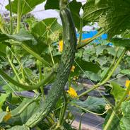 実山椒100g ｜ 野菜/スパイス 産直アウル 農家・漁師など生産者から