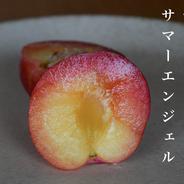 スモモ ハリウッド ｜ 果物/すもも・プラム 産直アウル 農家・漁師など