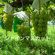キングデラウェア 2kg ｜ 果物/ぶどう 産直アウル 農家・漁師など生産