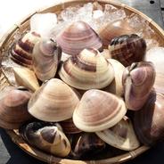 千葉県九十九里産　活はまぐり 5kg (100~140個程度） 果物や野菜などのお取り寄せ宅配食材通販産地直送アウル