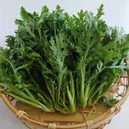 京都産　春菊専門農家の春菊 規格外品 1.5kg 果物や野菜などのお取り寄せ宅配食材通販産地直送アウル