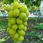 完熟黄色のゴールデンシャインマスカット 約2キロ | 果物/ぶどう 産直