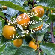 渋柿6キロ（市田柿用）※減農薬栽培 6kg 果物や野菜などのお取り寄せ宅配食材通販産地直送アウル