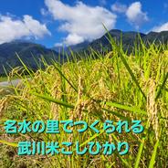 名水極味米 全国唯一の手取り除草 7年産在来コシヒカリ 発芽用玄米