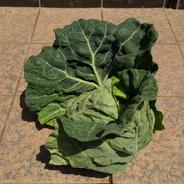 春キャベツ ５個入り 5個 果物や野菜などのお取り寄せ宅配食材通販産地直送アウル