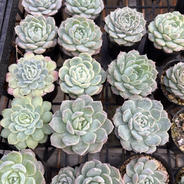 多肉植物カット苗の詰め合わせ ｜ 花・植物/花・植物 産直アウル 農家