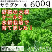【送料込】水耕サラダケール（カーリーケール/カリーノケール）600g　【11月～翌5月末迄】 600ｇ 果物や野菜などのお取り寄せ宅配食材通販産地直送アウル