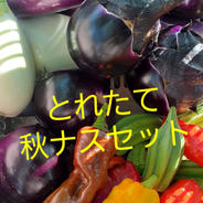 秋ナスセット 60サイズ 果物や野菜などのお取り寄せ宅配食材通販産地直送アウル