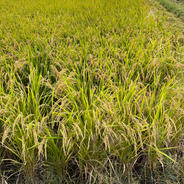愛媛県西条産 にこまる 玄米 10キロ ｜ 米・穀物/玄米 産直アウル 農家