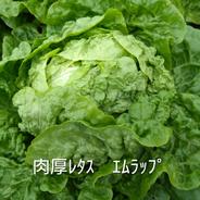 食べ比べセット】 グリーンリーフレタス1玉 サニーレタス1玉 群馬県東