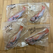 幻の高級魚！のどぐろ！1.3キロ！活き締め！下処理済み！釣りもの！ 1.3 果物や野菜などのお取り寄せ宅配食材通販産地直送アウル