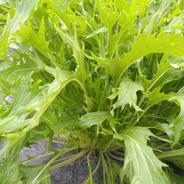 送料無料】北海道より直送天然ウド1kg ｜ 野菜/山菜 産直アウル 農家