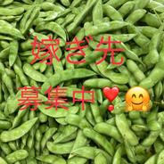 【2kg】数量限定！枝豆〜まめ〜新潟の情報番組で紹介されました☆まず食べてみて☆ 2キロ 果物や野菜などのお取り寄せ宅配食材通販産地直送アウル
