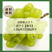 山形県産青梅♡白加賀梅♡1.2キロお試しサイズ♡ ｜ 果物/青梅 産直