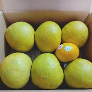 鹿児島県産サワーポメロ 箱込み5kg 果物や野菜などのお取り寄せ宅配食材通販産地直送アウル