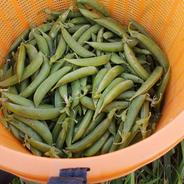 聖ちゃん農園の自然栽培スナップエンドウ（旬のお試し野菜入り） ８００g 果物や野菜などのお取り寄せ宅配食材通販産地直送アウル