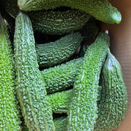 鹿児島県産！ゴーヤ！栄養満点！夏バテ対策に！ 5kg 16本から18本 果物や野菜などのお取り寄せ宅配食材通販産地直送アウル