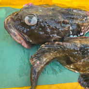 北海道産　その日漁に出て取れたカジカ、浜茹でズワイガニのセット 4kg 果物や野菜などのお取り寄せ宅配食材通販産地直送アウル