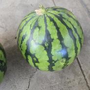 訳ありスイカ スイカ2玉 果物や野菜などのお取り寄せ宅配食材通販産地直送アウル