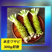 本生わさび 農家直送 収穫したて ３月３１日以降収穫発送予定 害虫に悩まされない！ワサビリーフ栽培【3月上旬種蒔き】【何度も収穫