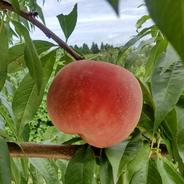 桃　大玉　品種おまかせ　3kg (6～10個)　9月中旬出荷 3kg (6～10個) 果物や野菜などのお取り寄せ宅配食材通販産地直送アウル
